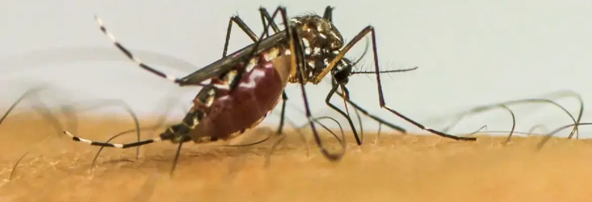 Doenças transmitidas por mosquitos serão “novo normal” na Europa